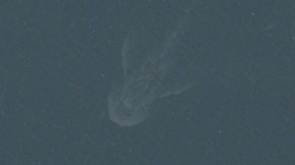 Спутник Apple сфотографировал чудовище на озере Лох-Несс
