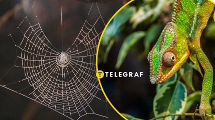 В Україні є дивовижні павуки, які змінюють колір