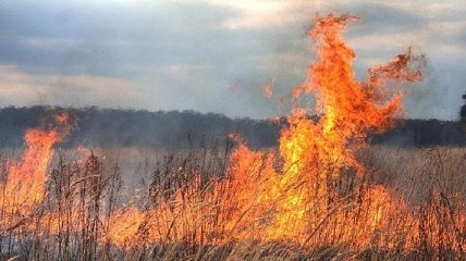 В Украине на выходных установится жаркая погода: спасатели предупреждают о пожарной опасности 