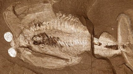 Ученые нашли окаменелости, в которых оказались останки древней нервной системы 