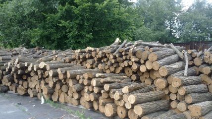 Украина запретит вывоз древесного топлива, чтобы обеспечить дровами людей и войска