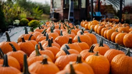 Как правильно хранить тыкву