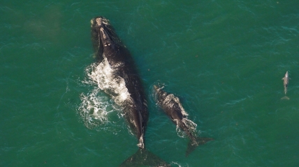 Північноатлантичні кити