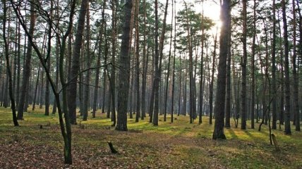 Уничтожать Беличанский лес Коцюбинскому помогает облсовет