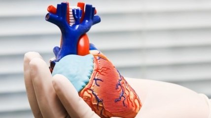 Ученые создали биологический кардиостимулятор