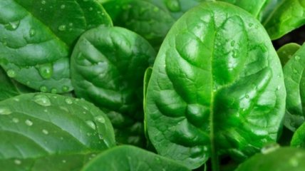 В зеленых листовых овощах обнаружили очень полезный фермент
