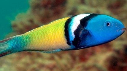 Некоторые рыбы меняют пол при жизни: исследования ученых