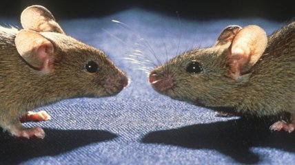 Нейробиологи нашли в "речи" мышей синтаксис (Видео)