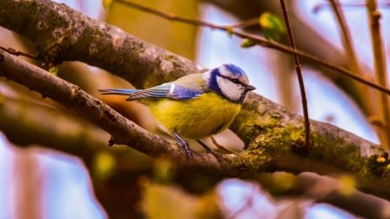 Зиновіїв, або Синиччин день відзначається у 2023 році 30 жовтня (раніше 12 листопада)