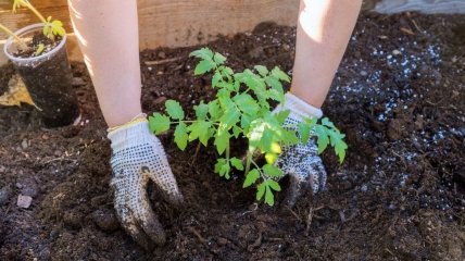 Подкормка рассады помидоров