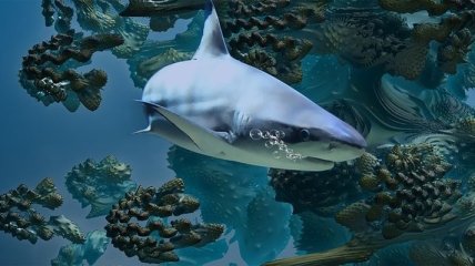 Распространенные 5 мифов об акулах