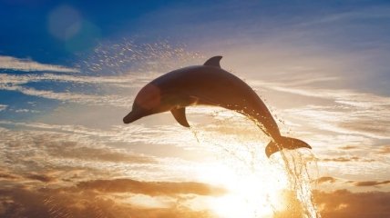 У дельфинов память лучше, чем у слонов