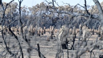 Власти Австралии выделят $1,4 млрд на восстановление после пожаров 