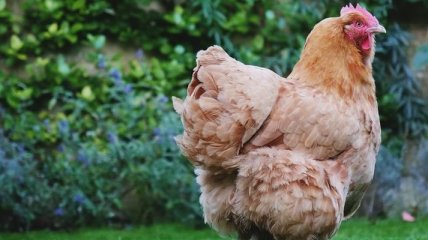 Крупнейший украинский производитель курятины возобновил экспорт в ЕС