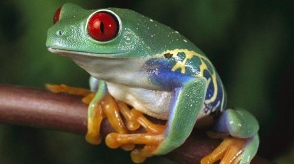 Из-за повышения температуры лягушки и жабы становятся "вегетарианцами"
