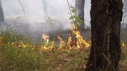 Масштабный пожар под Киевом: горело 12 га леса