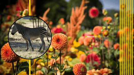 Візерунок крил самця та самки виду подалірія майже ідентичний