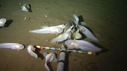 Ученые обнаружили в Марианской впадине самую глубоководную рыбу 
