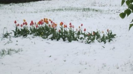 Майский снег в Алтае: 30-градусную жару сменил снегопад 