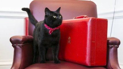 Британское министерство финансов завело собственного кота-мышелова 