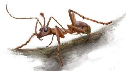 В янтаре возрастом 99 млн лет найден муравей-единорог