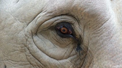 Слон по кличке Терпение убил смотрителя зоопарка