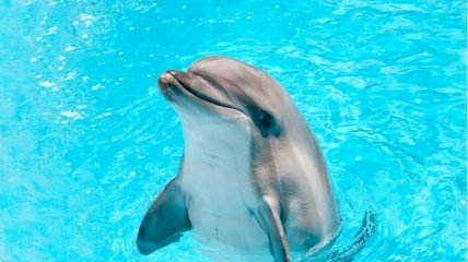 Дельфіни чудово почуваються в Чорному морі