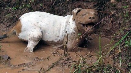 Убедительные причины, по которым собакам нельзя разрешать играться в грязи 