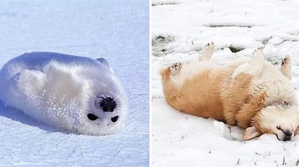 "Я тюлень, а не олень, і навіть не собака": смішні порівняння цуценят океану і суші