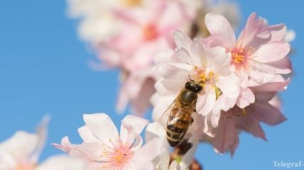 В Бразилии судья остановил матч из-за нашествия пчел (Видео)