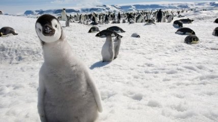 Ученые рассказали, что едят пингвины