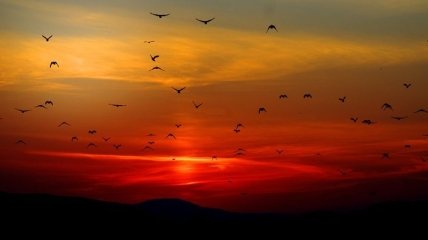 Даже ночью: ИИ может отслеживать миграцию птиц