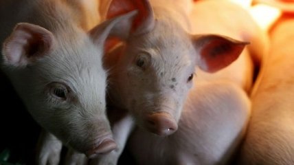 Свинина в Украине наращивает вес