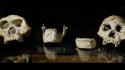 Найденные останки черепа изменят представление об эволюции