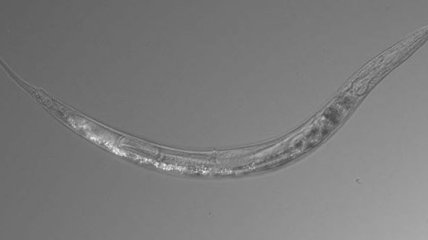 В Озере Моно обнаружены странные черви с тремя полами (Фото)