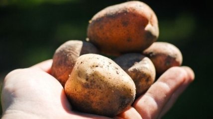 Жителей Севастополя накормят дешевой картошкой