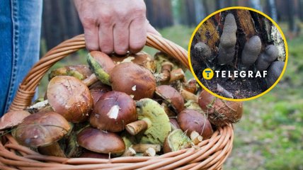 Гриб ксилярия