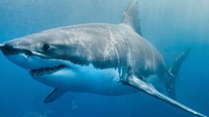 Конечности человека могли развиться из жабр акулы