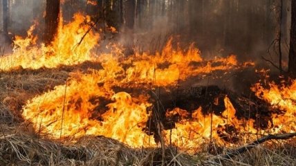 На Миколаївщині в трьох районах підпалили ліс