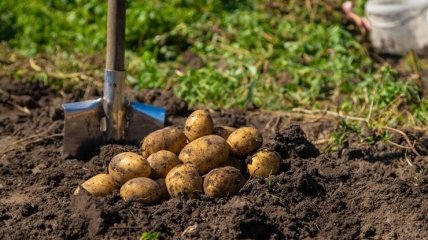 Сидерати – найкраще, що можна посадити після картоплі