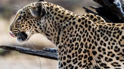 В элитную школу Индии ворвался леопард, шесть человек - ранены