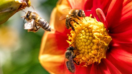 19 вересня раділи бджолярі