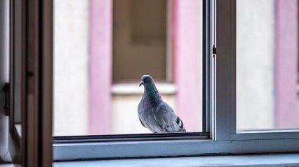 Наші пращури вірили в прикмети з птахами