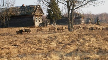 "Зона отчуждения" в Чернобыле стала раем для дикой природы 