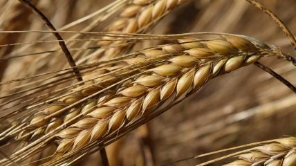 росія створює проблему для всього світу: Зеленський розповів, скільки тонн зерна заблоковано в українських портах
