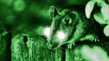 Биологи наделили мышей "суперзрением"