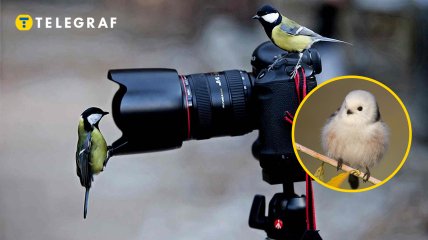 Синиці біля фотоапарата