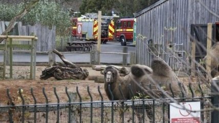 После пожара в Лондонском зоопарке пропали животные