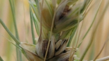 Урожай 2020: Аграрии приступили к посеву озимых зерновых 
