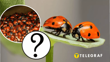 Нашествие божьих коровок в Украине
